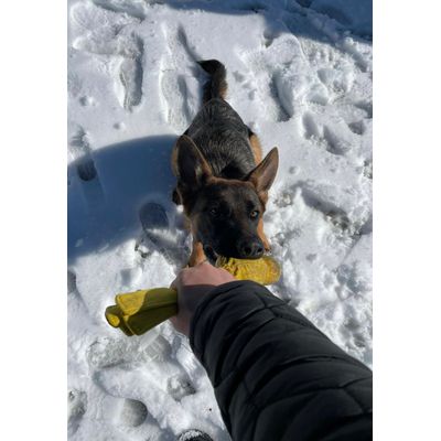 Archie in the snow