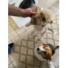 shy beagle
