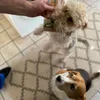 shy beagle