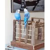 blue birds