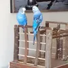 blue birds
