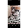 Laserpointer 