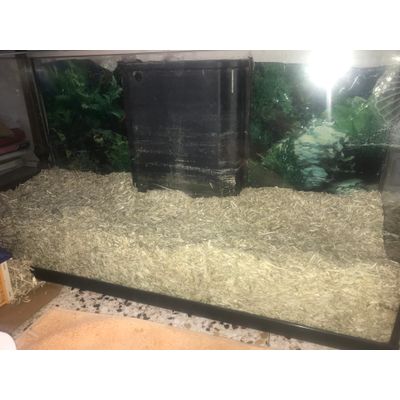 Chanvre dans aquarium