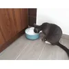 Cica