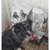 Loki  et opti life