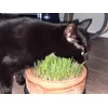 Yum