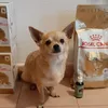 Super Royal Canin Chihuahua
