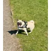 Max rocking the camo size mini