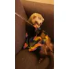 Ferret charmer RAINBOW 