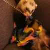 Ferret charmer RAINBOW