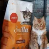 Onze XXL Maine Coon houdt van Smilla large cats