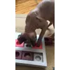 Dante - Trixie Cat Activity Brain Mover