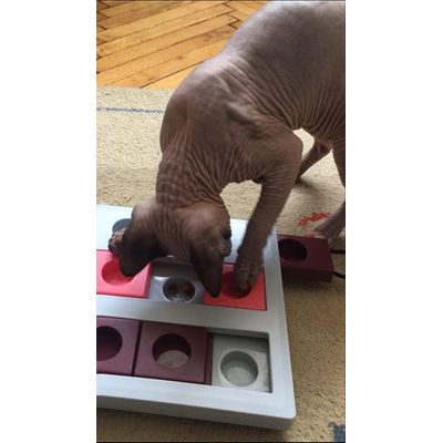 Dante - Trixie Cat Activity Brain Mover