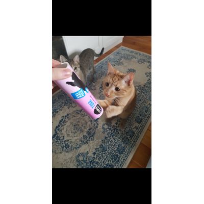 The cats love it