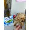 viva i denti