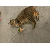 Finally a toy he plays with 