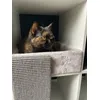 Arya in trixie bedje