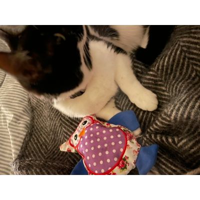 Molly and Owl