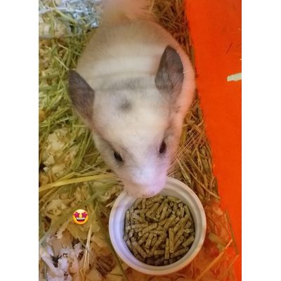 Pellet ottimo lo compro da 2 anni