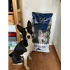 Basenji Wolf
