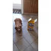Gypsi et ses dentastix
