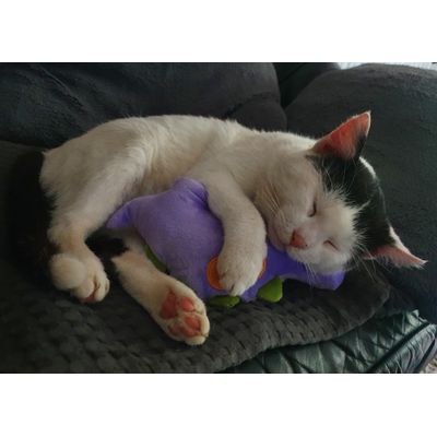 Sebastian