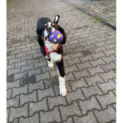 Toller Ball