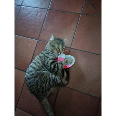 Cuscino a catnip