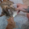 Ottimo