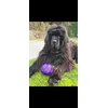 Dark encantado con su pelota