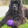 Dark encantado con su pelota