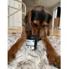 Hund u Frauchen sehr zufrieden mit den Fingerpads