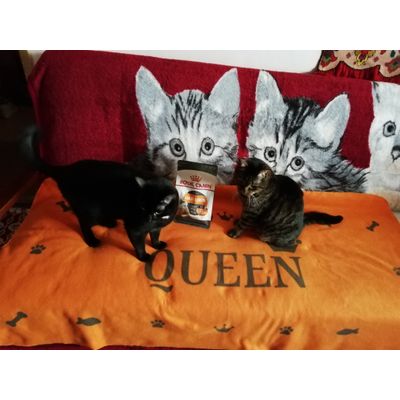 Tigrut si Cleopatra