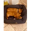 Molly and Cleo