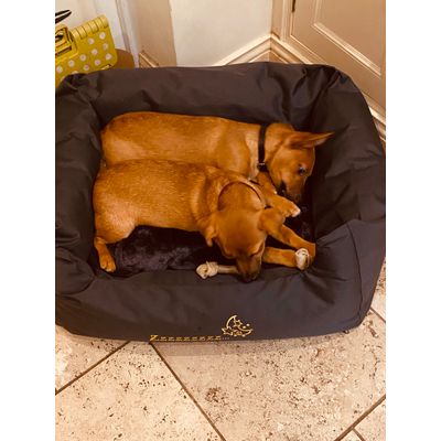 Molly and Cleo