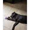 Iaia