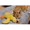 Daisy und ihre Ente