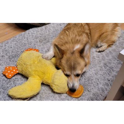 Daisy und ihre Ente