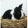 Ori