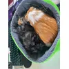 Cozy snuggle bed for cavia