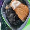 Cozy snuggle bed for cavia