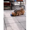 Auch kleine Hunde wie Mia lieben den Futterball