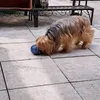 Auch kleine Hunde wie Mia lieben den Futterball