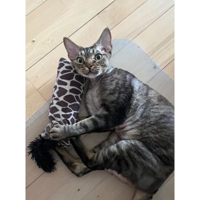 Loves his kickeroo