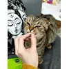 cosma snackies chicken 