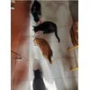 Lazacos a kedvenc 