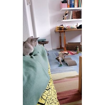 Yoda und das Erwachen der Katz