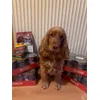 Holly