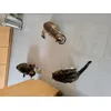 Happy cats