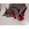 Caccia al granchio